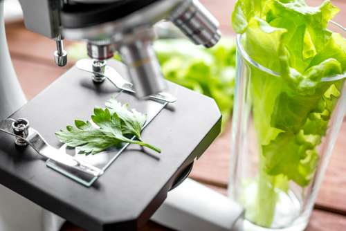 Food and biology photo